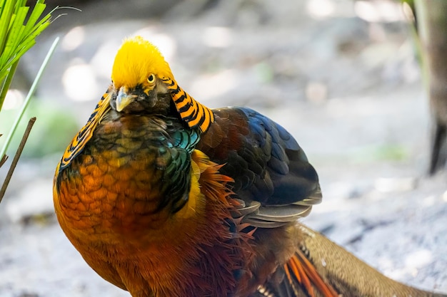 Chrysolophus pictus złoty bażant piękny ptak z bardzo kolorowym upierzeniem gold blues greens meksyk