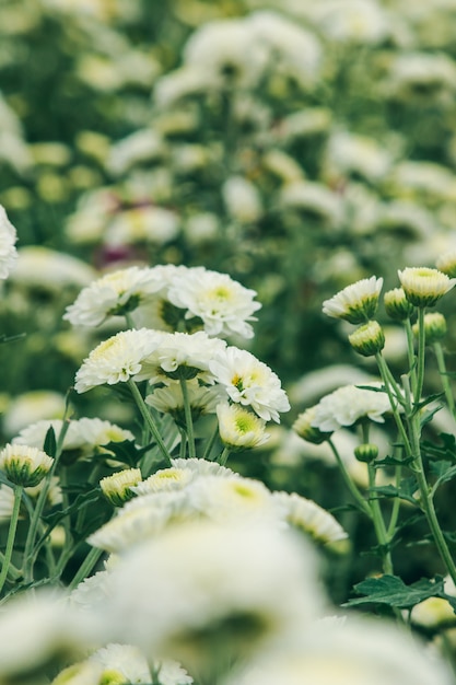 Chryzantema biała leucanthemum Oznacza miłość, szczęście, trwałą miłość