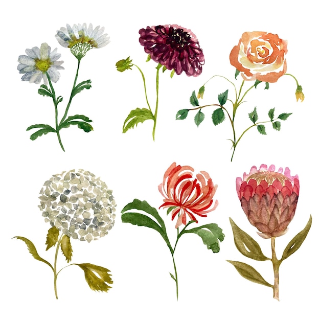 chryzantema róża protea hortensja dalia stokrotka ilustracja akwarela. Ręcznie rysowane zdjęcia.