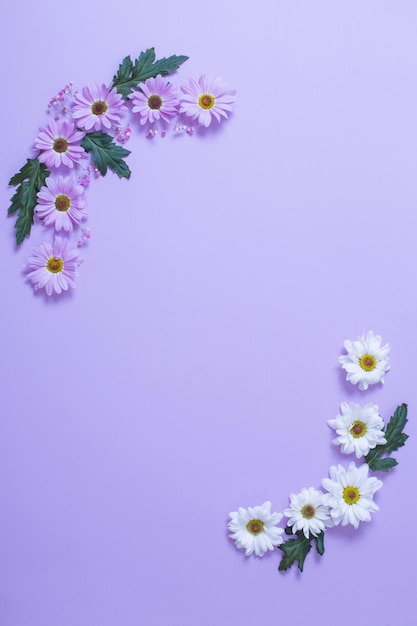 Chryzantemy kwiaty na fioletowym tle papieru