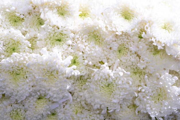 Zdjęcie chryzantemy to rośliny kwitnące z rodzaju chrysanthemum w rodzinie asteraceae.