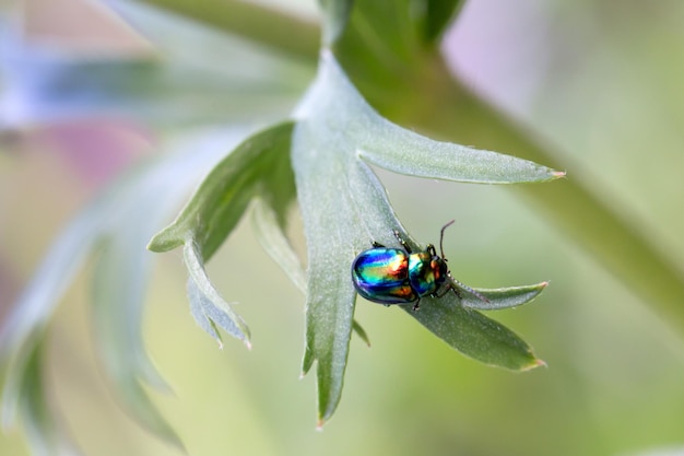 Chryzolidy musujące na liściach anemonów Piękno natury