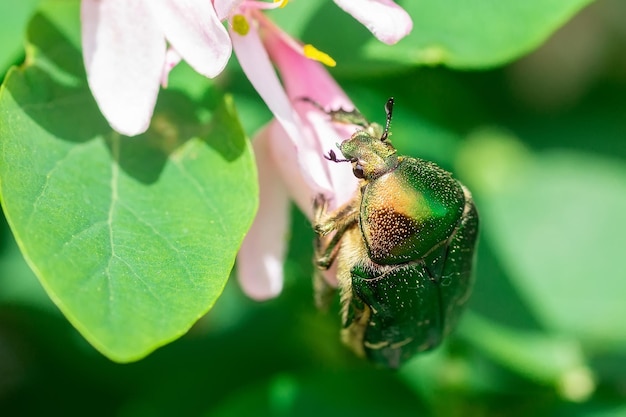 Chrząszcz cetonia aurata siedzi na kwiatach głogu z bliska Natura tło