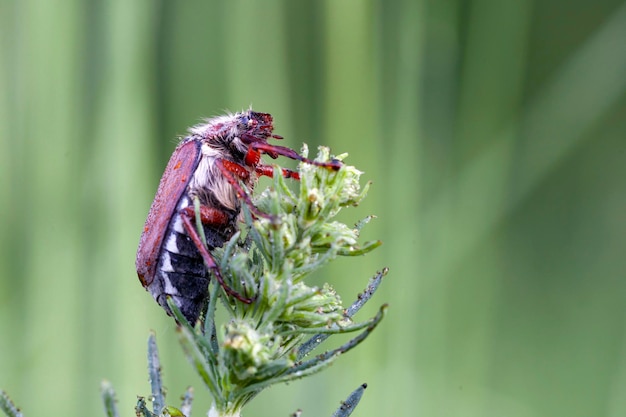 Chrząszcz chrabąszcz znany również jako błąd majowy lub Doodlebug siedzący na zielonym liściu..