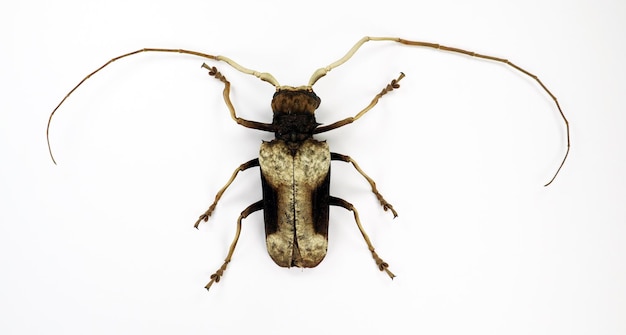 Chrząszcz na białym tle. Longhorn Petrognata gigas makro z bliska. Chrząszcze zbierackie, cerambycidae