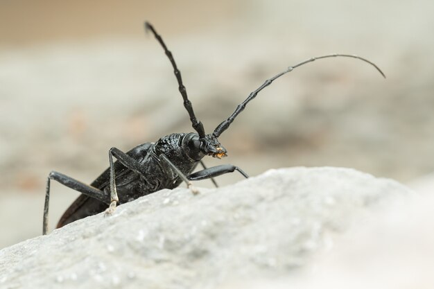 Chrząszcz piżmowy (Aromia moschata) siedzący na skale