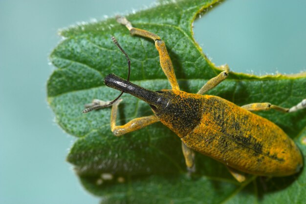 Chrząszcz Pyskowy (lixus Angustatus)