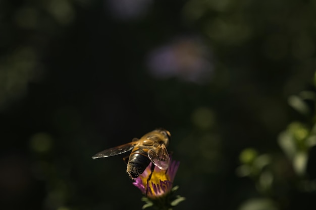 chrząszcz z przezroczystymi skrzydłami w słoneczny dzień na małych fioletowych kwiatach