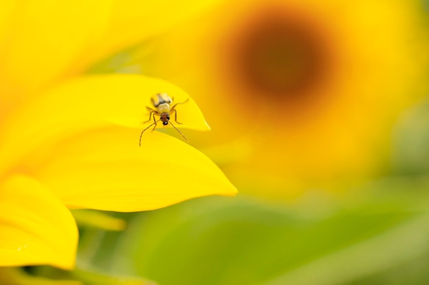 Chrząszcz Zbożowy - Diabrotica Virgifera. Słonecznik, Szkodliwy Chrząszcz Kukurydziany Na żółtym Tle, Zbliżenie. Beetle Diabrotica Virgifera Zbliżenie Na żółtym Tle. Diabrotica Virgifera.