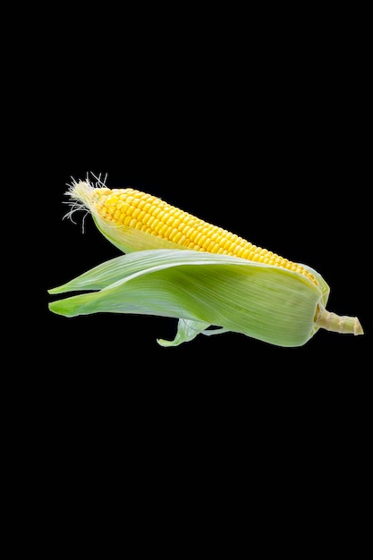 Chude pulchne ludzkie podstawowe pożywienie kukurydza czarne tło kukurydza