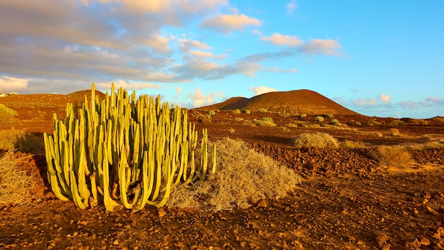 Chudy krajobraz z kaktusem na południu Teneryfy o zachodzie słońca, Wyspy Kanaryjskie, Hiszpania
