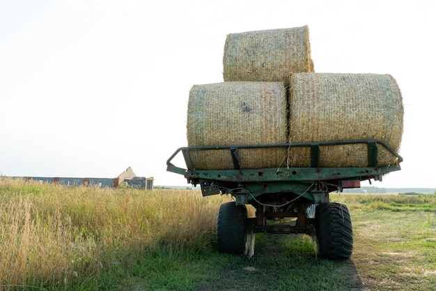 Ciągnik na przyczepie transportuje duże okrągłe bele siana Transport siana na miejsca składowania i suszenia kiszonki Zbiór siana na paszę dla zwierząt