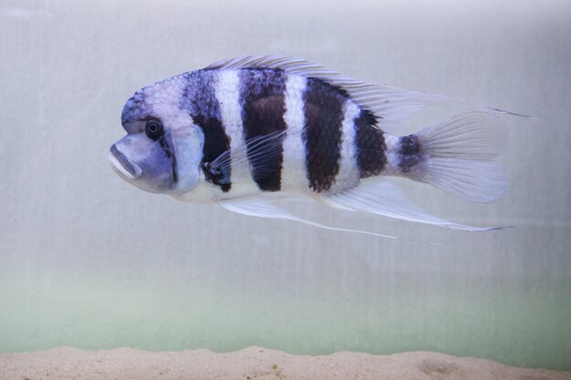 Cichlid grzbietowy pływający w akwarium