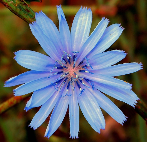 Cichorium intybus endywia lub cykoria pospolita to wieloletnia roślina zielna z rodziny astrowatych