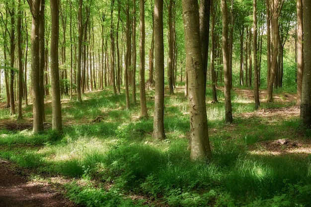 Cichy las w świeży piękny poranek wiele wysokich drzew rosnących w słoneczny dzień Uspokajająca spokojna przyroda w harmonii z zen i kojącą atmosferą Spokojny krajobraz cichego drewna