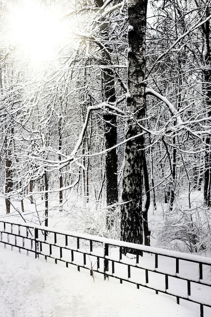 Cichy, pokryty śniegiem park w zimie. Rosja