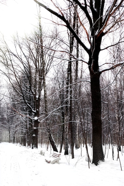 Cichy, pokryty śniegiem park w zimie. Rosja