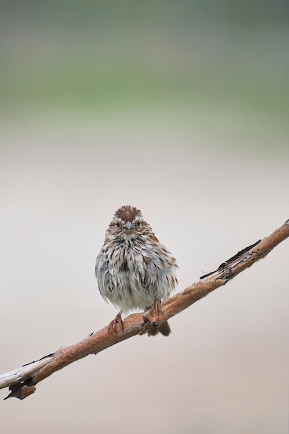 Ciekawa poza Song Sparrow