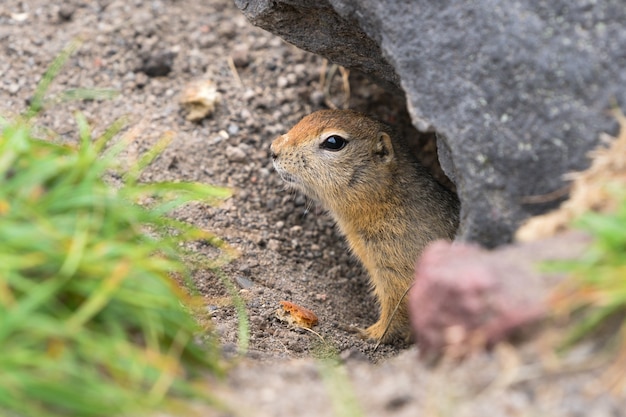 Ciekawe, ale ostrożne dzikie zwierzę Arktyczna wiewiórka wystaje z dziury pod kamieniem i patrzy