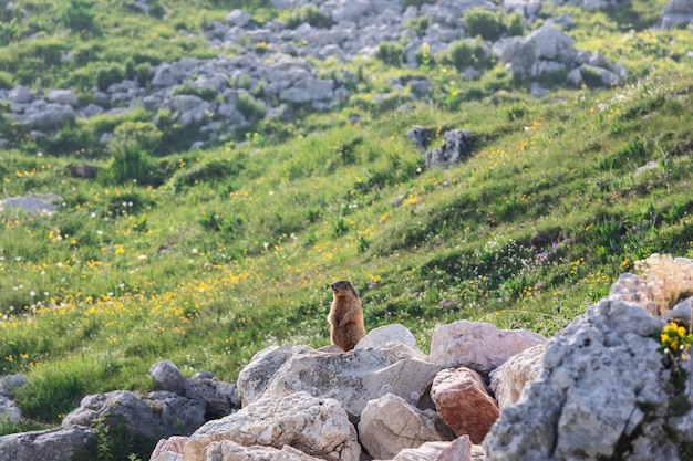 Ciekawski świstak alpejski z uwagą spogląda w dal w letnie popołudnie