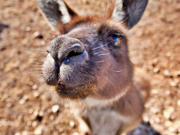 Zdjęcie ciekawy kangur.