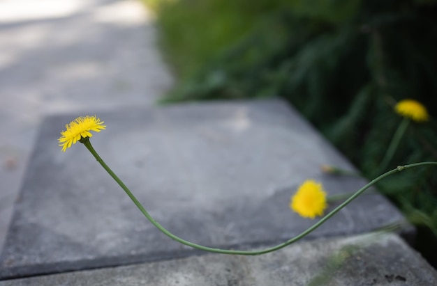 Ciekawy kształt łodygi kociego kwiatu