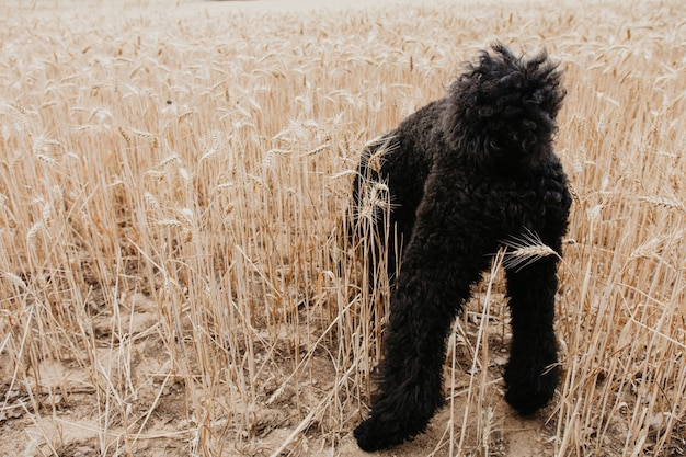 Zdjęcie ciekawy pies pudel na polu pszenicy. koncepcja sezonu skokowego