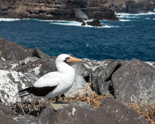 Ciekawy ptak morski z nazca na Galapagos