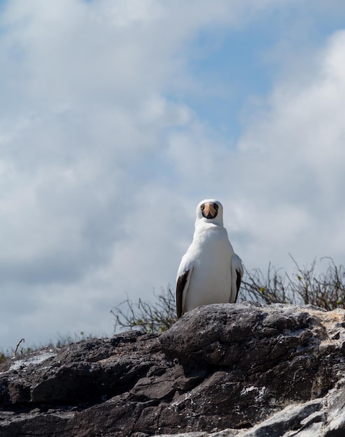 Ciekawy ptak morski z nazca na Galapagos