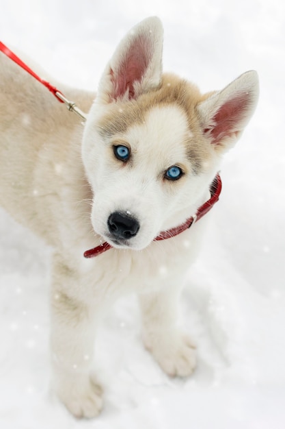 Ciekawy szczeniak husky syberyjski z niebieskimi oczami w czerwonym kołnierzu spacery po parku w zimie. Puszysty pies zaprzęgowy pokryty płatkami śniegu patrząc w kamerę.