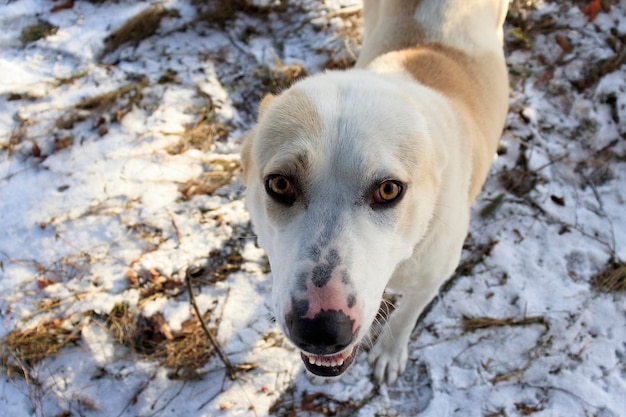 Ciekawy zabawny pies patrząc w górę na tle zimowej śnieżnej przyrody na zewnątrz Koncepcja chodzenia z