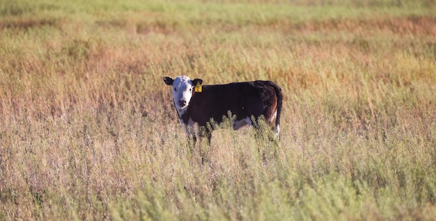 Cielę krowy w zielonym gospodarstwie rolnym na wsi