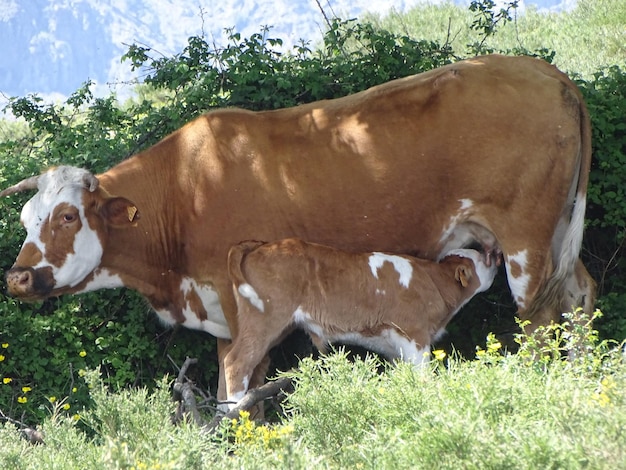 cielę ssające mleko, podczas gdy krowa stoi na polu