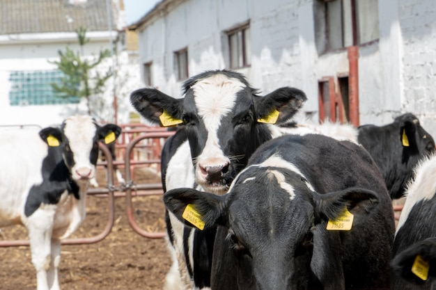 Cielęta i krowy na wybiegu na świeżym powietrzu Rolnictwo z opieką nad zwierzętami