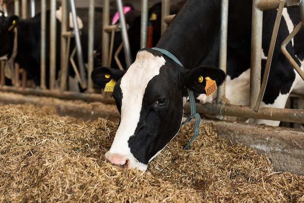 Cielęta krowy w boksie jedzą jedzenie na farmie mlecznej Rolnictwo Zwierzęta gospodarskie