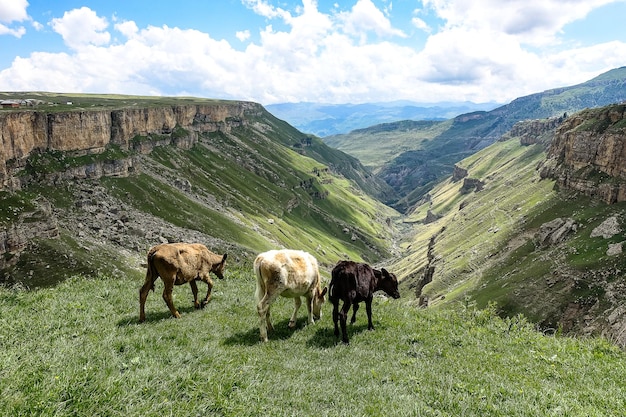 Cielęta na tle doliny Chunzach Wodospady Chunzach Dagestan 2021