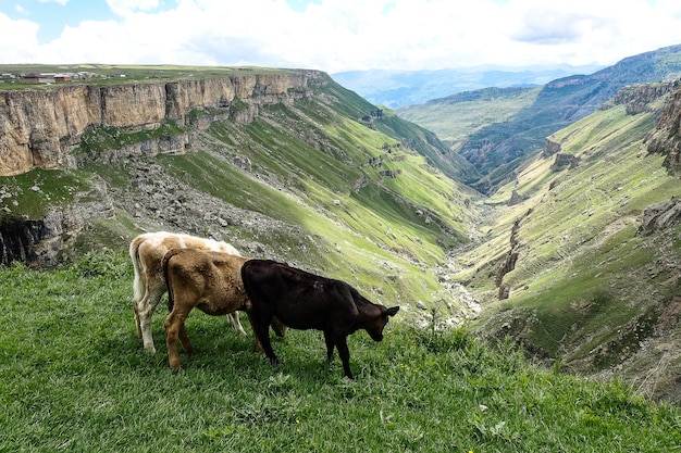 Cielęta na tle doliny Chunzach Wodospady Chunzach Dagestan 2021