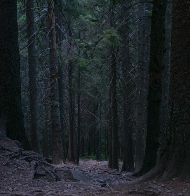 Ciemna ścieżka lasu iglastego. tajemniczy las.