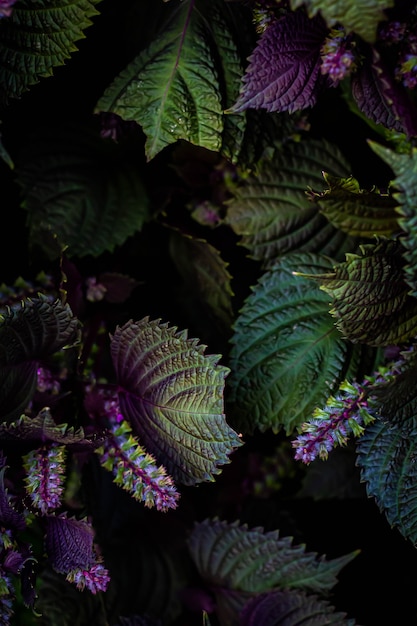 Zdjęcie ciemne tło botaniczne tropikalne liście