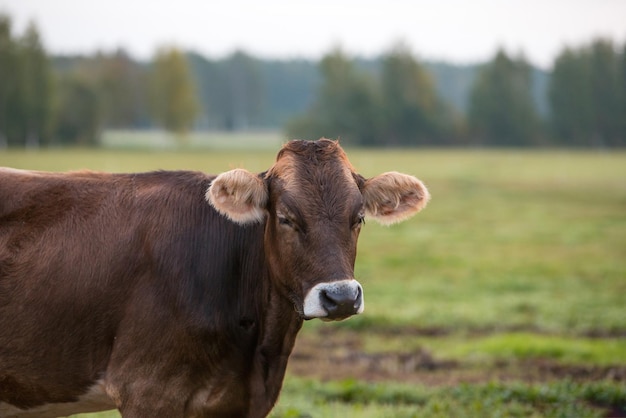 Ciemnobrązowa krowa rano na zielonej łące z lasem w tle