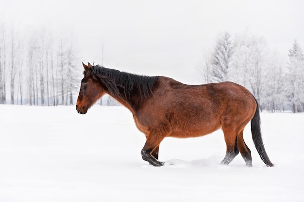 Ciemnobrązowy koń idzie na pokryte śniegiem pole w zimie, niewyraźne tło drzew.