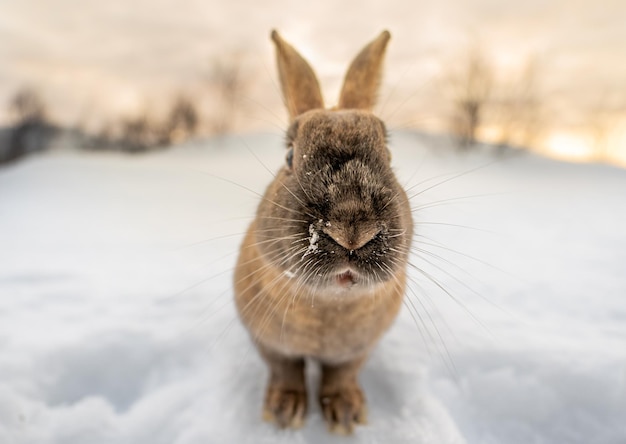 Ciemnobrązowy typowy islandzki łeb królika z ziemią całkowicie pokrytą śniegiem