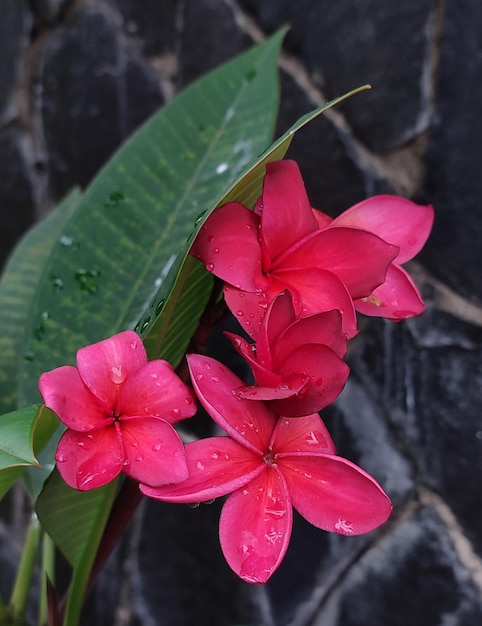 Ciemnoczerwony kwiat frangipani z długimi zielonymi liśćmi