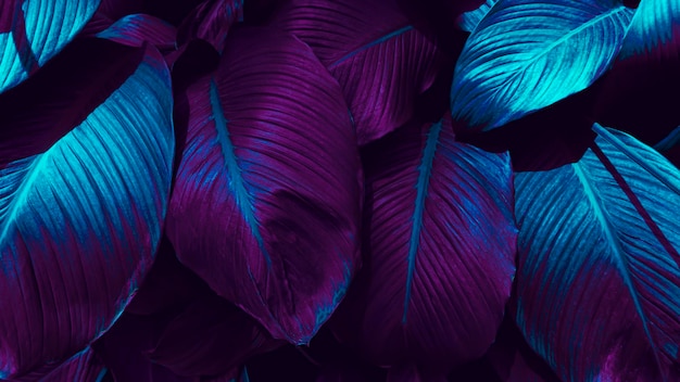 Ciemnofioletowy i niebieski kolor stonowany tropikalnego tła liści
