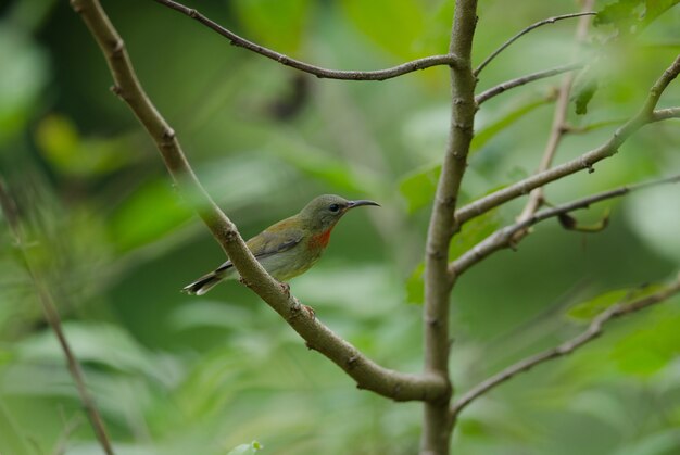 Ciemnopąsowy Sunbird Tyczenie Na Gałąź W Naturze Tajlandia (aethopyga Siparaja)