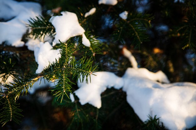 Ciemnozielone jedlinowe gałąź zakrywać z śniegiem, zimy tła wizerunek