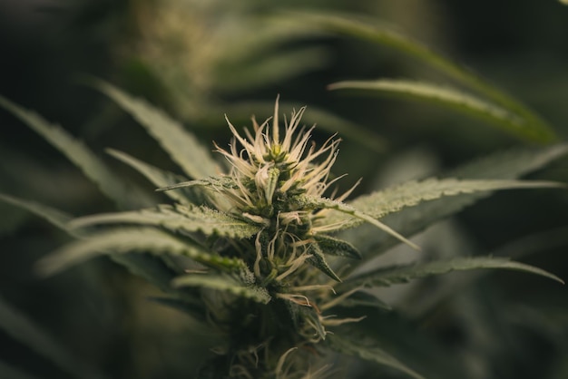 Ciemnozielone kwiaty i liście marihuany Marihuana rosnąca w gospodarstwie hodowców marihuany naturalna marihuana lub sativa ganja chwast zielone zioło do użytku medycznego