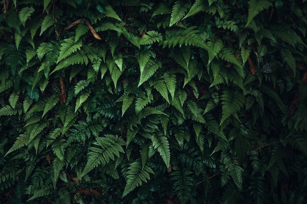 Ciemnozielone liście natura tło