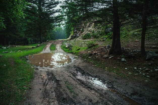 Ciemny Klimatyczny Las Krajobraz Z Kałużą Na Polnej Drodze Ponury Las Iglasty W Górach W Deszczową Pogodę