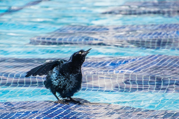 Ciemny ptak na basenie